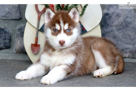 Last female husky pup for forever home. Pear Tree, Derbyshire, DE23 8. 34.4 miles from Birmingham. I have one female Siberian husky puppy left called calli looking for her forever homes. She is ready to leave mum on the 30th of November 2023. £1000, £50 none refundable deposit to secure her.